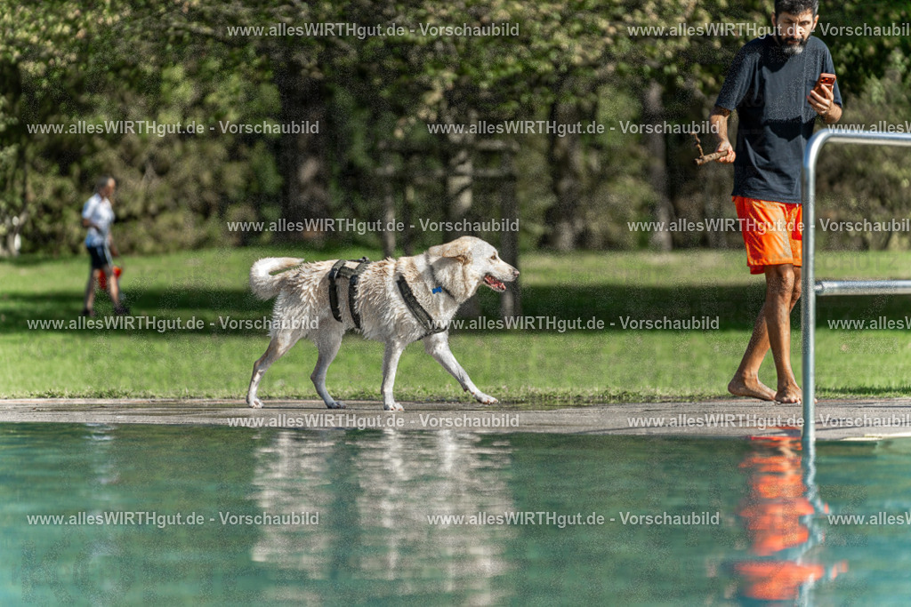 Hundeschwimmen_Volksbad_2026-allesWIRTHgut_Tierfotografie-2609061548-7R501901 | Professionelle Tierfotografie in Mönchengladbach von Daniel Wirth (allesWIRTHgut). Liebevolle & natürliche Bilder von Hunden & Katzen für unvergessliche Erinnerungen.