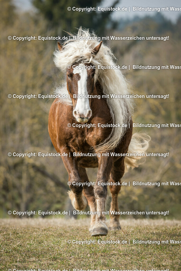 20150313_TOMsPiC_0048 | equistock