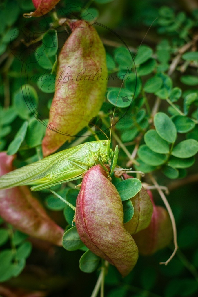 IMG_4137-01 | only.this.little.world - Realisiert mit Pictrs.com