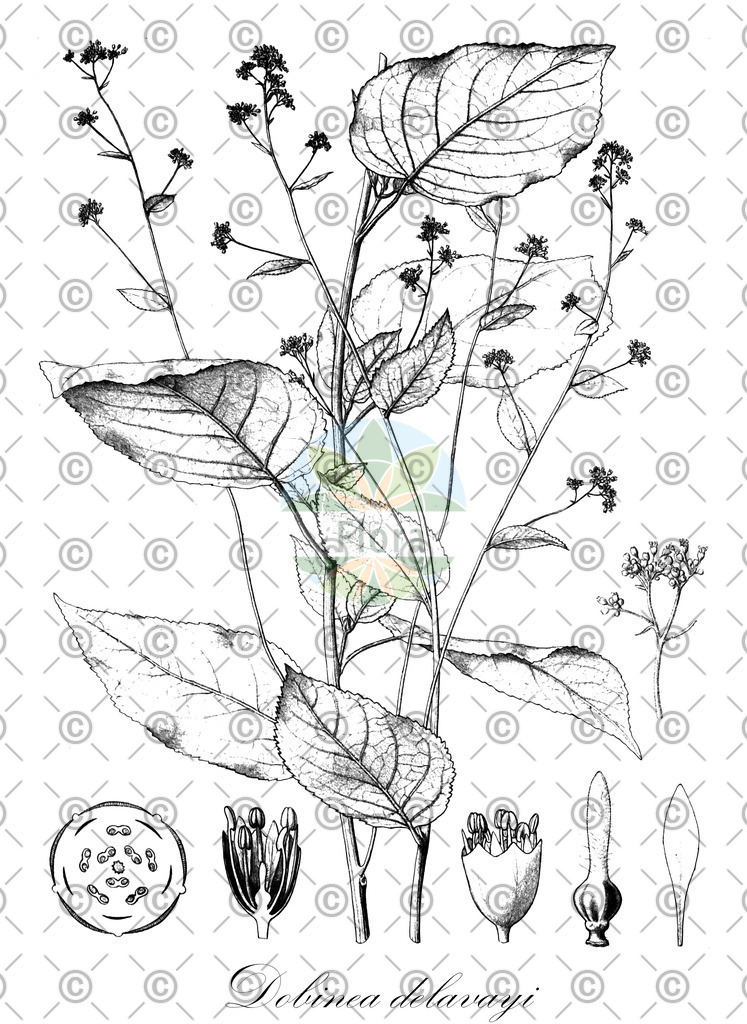 HistAbb_EMP_33182_1_SIMPLE | Historische Abbildung von Dobinea delavayi - Anacardiaceae | Historical Illustration of Dobinea delavayi - Anacardiaceae