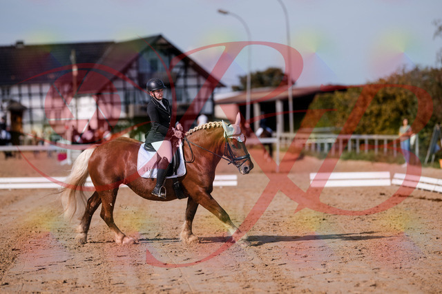 2026_10_03_Siefer-Hof_114427_Z81_87500892 | Professionelle Reitsport-, Turnier- und Eventfotografie von Robert Broda. Galerien mit ausgewählten und bearbeiteten Bildern direkt online ansehen und bestellen.