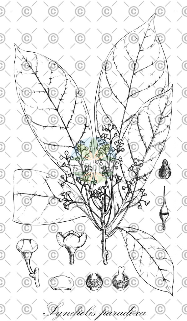 HistAbb_wfo-0000075384_1_ENZY_Simple | Historische Abbildung von Syndiclis paradoxa - Lauraceae | Historical Illustration of Syndiclis paradoxa - Lauraceae