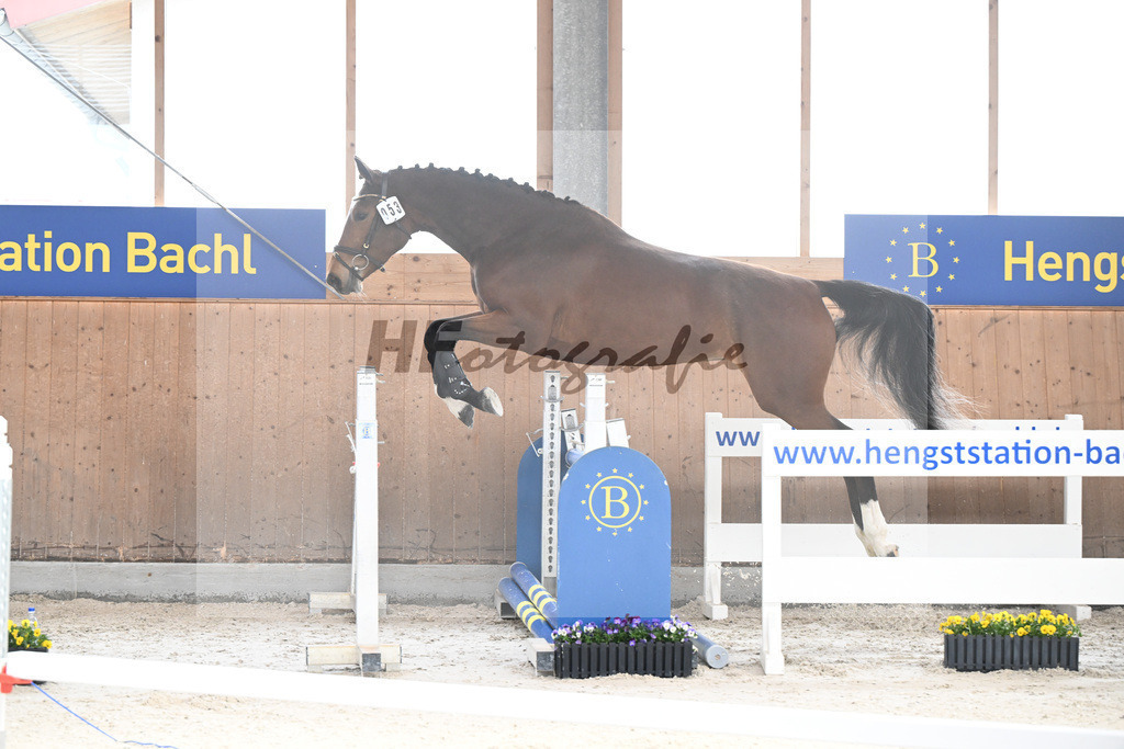 Kat-Nr. 53 Condessa M v. Van Cordoba_Mayer_5250459 | hf-fotografie - Realisiert mit Pictrs.com