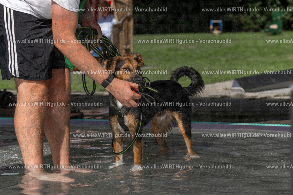 Hundeschwimmen_Volksbad_2026-allesWIRTHgut_Tierfotografie-2609061359-FAY06858 | Professionelle Tierfotografie in Mönchengladbach von Daniel Wirth (allesWIRTHgut). Liebevolle & natürliche Bilder von Hunden & Katzen für unvergessliche Erinnerungen.