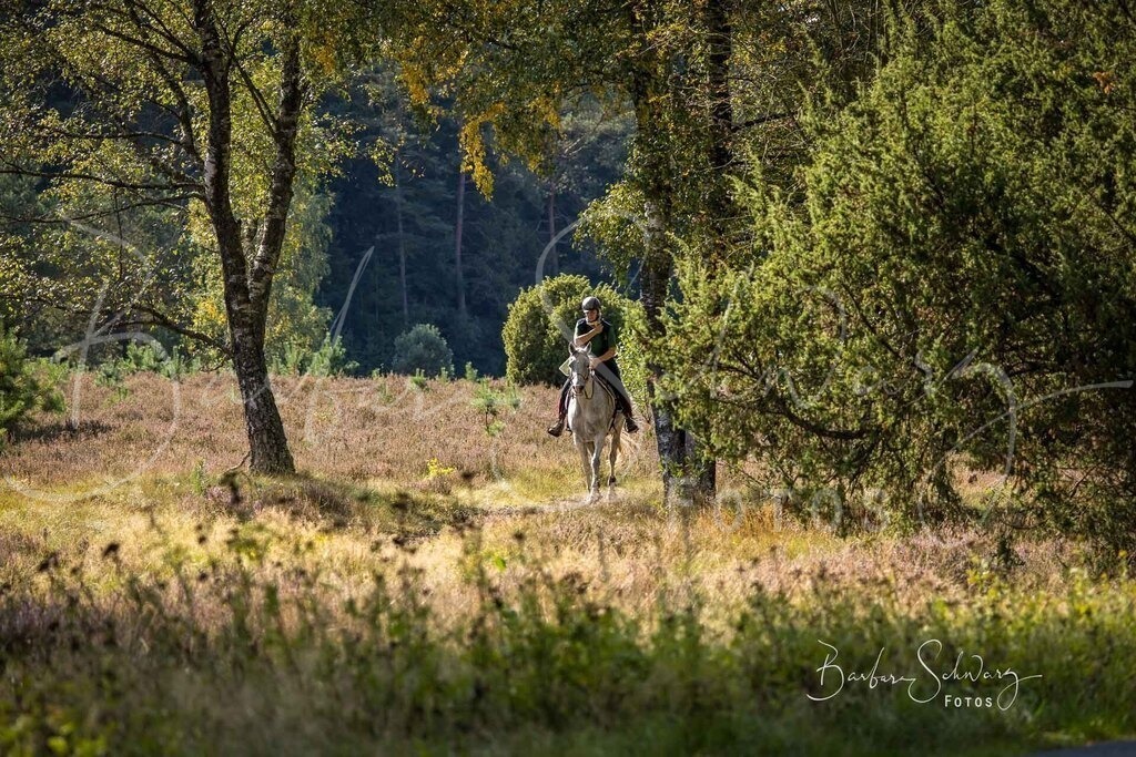 DdLH-WehlenerHeide_2025-09-20_143 | Fotografie, Veranstaltungs-Fotografie, Pferde-Fotografie, Landschafts-Fotografie, Reise-Fotografie - Realisiert mit Pictrs.com