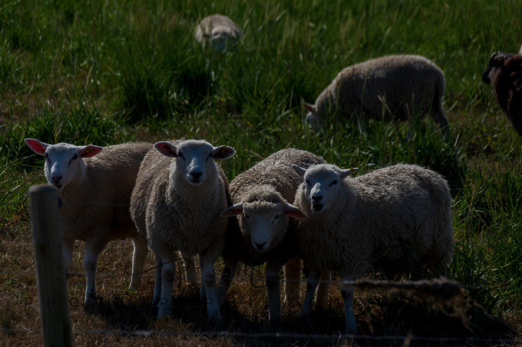 IMGP0462 | Nordseeinsel Mandö - Realisiert mit Pictrs.com