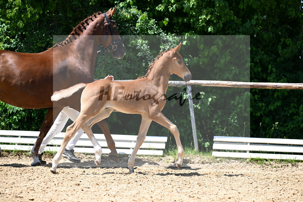 Kat-Nr. 10 Entertainer Number One x Fuersten-Look_HF_Knopp_16250487 | hf-fotografie - Realisiert mit Pictrs.com