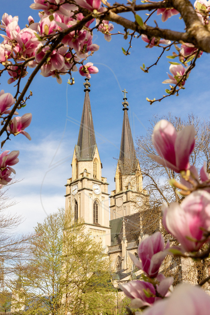 Magnolienblüte Admont | Ihre Fotografin im Lungau, ihre Fotografin im Mostviertel, Wandbilder Onlineshop, Imagefotos für Ihr Unternehmen,  - Realisiert mit Pictrs.com