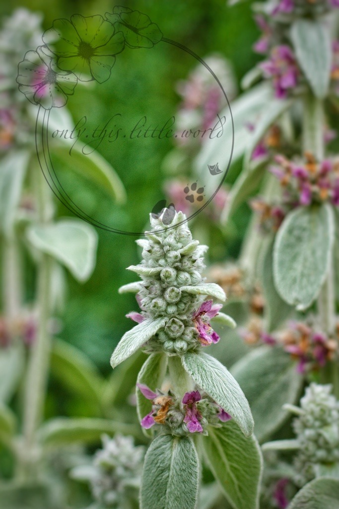 IMG_3967-01 | only.this.little.world - Realisiert mit Pictrs.com