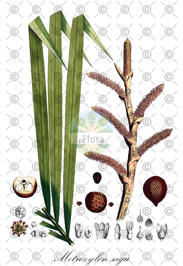 HistAbb_wfo-0000373710_1_ENZY_Simple | Historische Abbildung von Metroxylon sagu - Arecaceae | Historical Illustration of Metroxylon sagu - Arecaceae