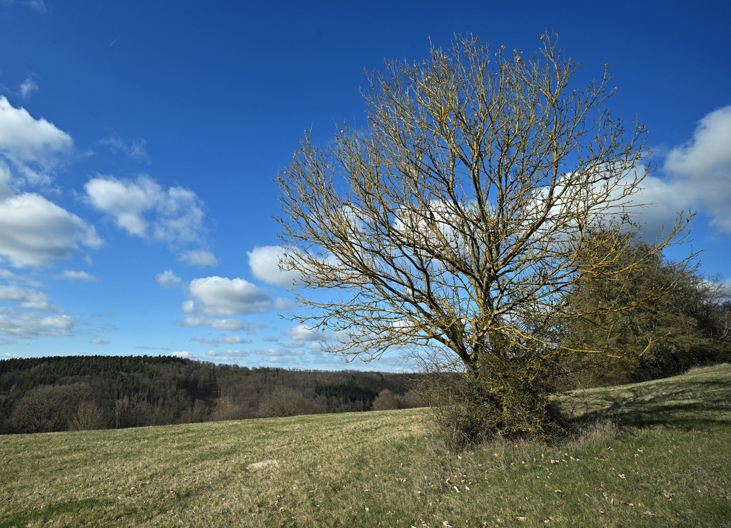 Waldrand02 | lucisnaturbilder - Realisiert mit Pictrs.com
