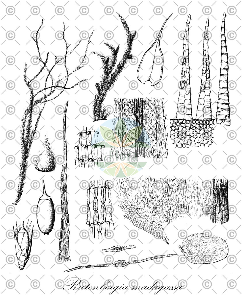 HistAbb_wfo-0000299045_1_ENZY_Simple | Historische Abbildung von Rutenbergia madagassa - Rutenbergiaceae | Historical Illustration of Rutenbergia madagassa - Rutenbergiaceae
