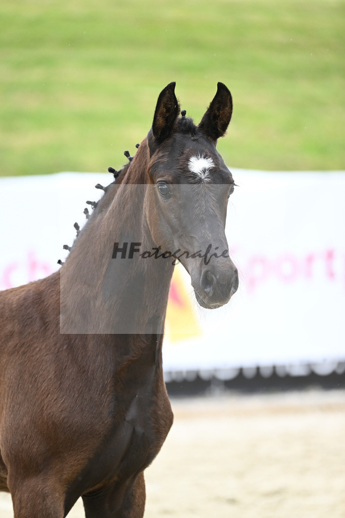 Kat-Nr. 12 SF DSP Feliciano_Winklmaier_17230171 | hf-fotografie - Realizzato con Pictrs.com