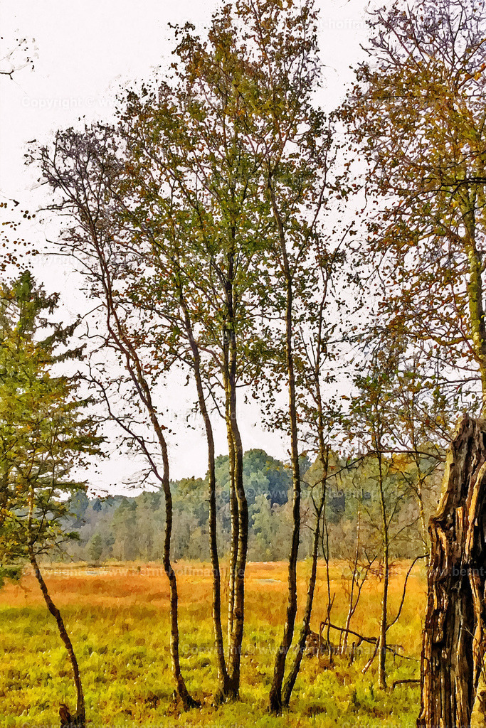 PDM2_3478_Birken_HERBST_100x150 | DIGITALKUNST. Birken im Moor - Herbststimmung. __ Birken -Gruppe in einer Moorlandschaft. Herbstliche Lichtanmutung. __ Seitenverhältnis = 2 zu 3 - Realisiert mit Pictrs.com