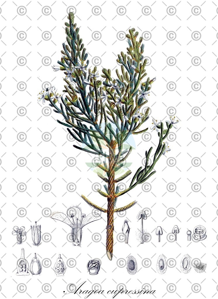 HistAbb_wfo-0000259375_1_ENZY_Simple | Historische Abbildung von Aragoa cupressina - Plantaginaceae | Historical Illustration of Aragoa cupressina - Plantaginaceae