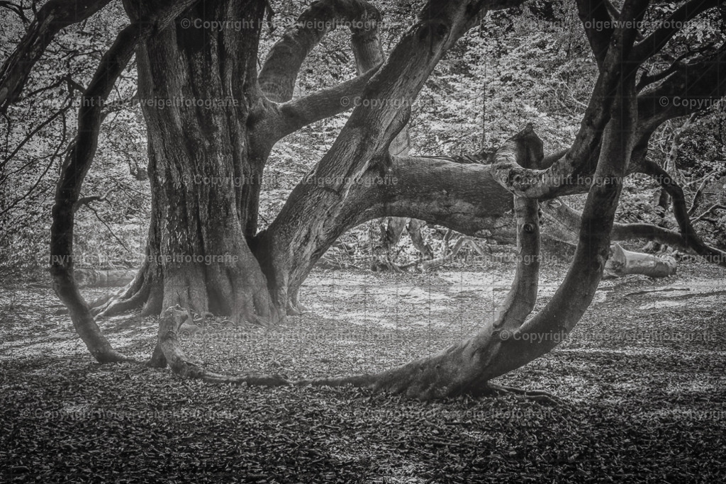 Die Krake SW | Kaufen sie online außergewöhnliche Fotografien auf Leinwand Acrylglas Fotoprint Aludibond von holgerweigeltfotografie - Realisiert mit Pictrs.com