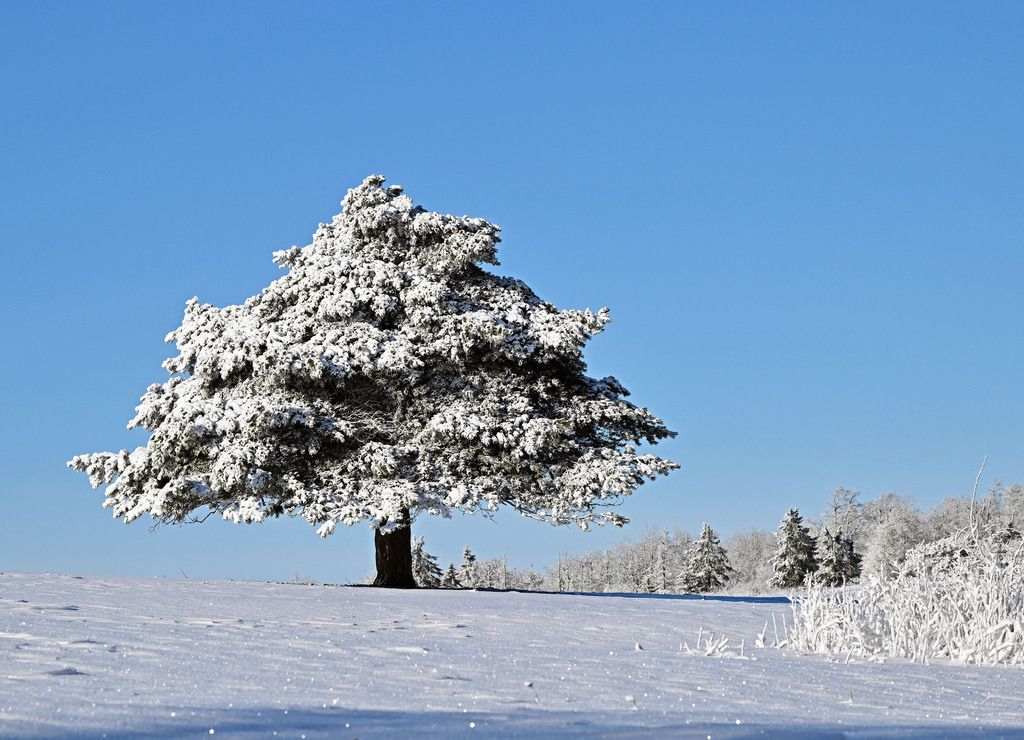 Geba260111-Solitär01 | lucisnaturbilder - Realisiert mit Pictrs.com