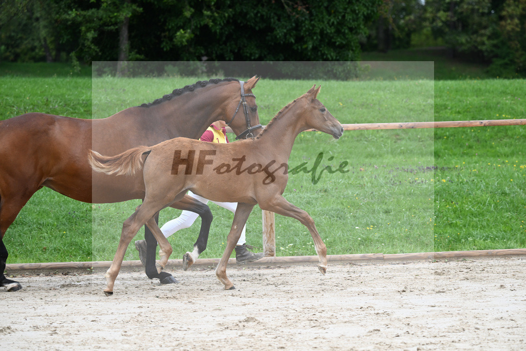 Kat-Nr. 2 SF Benicio_Schneider_25230034 | hf-fotografie - Realizzato con Pictrs.com