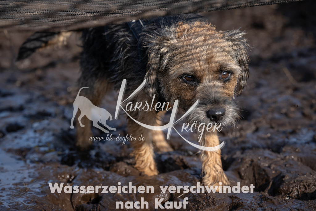 1645_ZZ93067 | kk-dogfotos