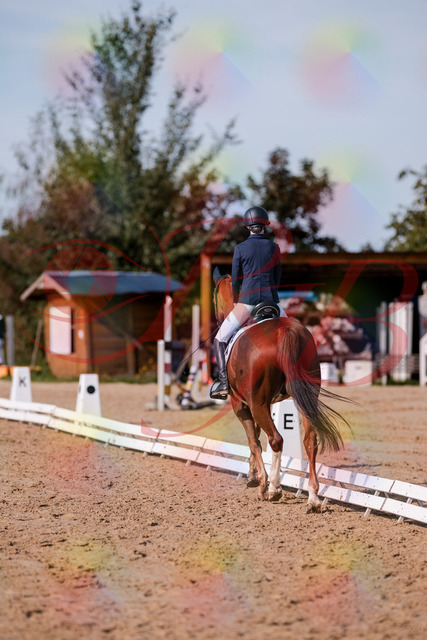 2026_10_03_Siefer-Hof_123421_Z81_32155356 | Professionelle Reitsport-, Turnier- und Eventfotografie von Robert Broda. Galerien mit ausgewählten und bearbeiteten Bildern direkt online ansehen und bestellen.