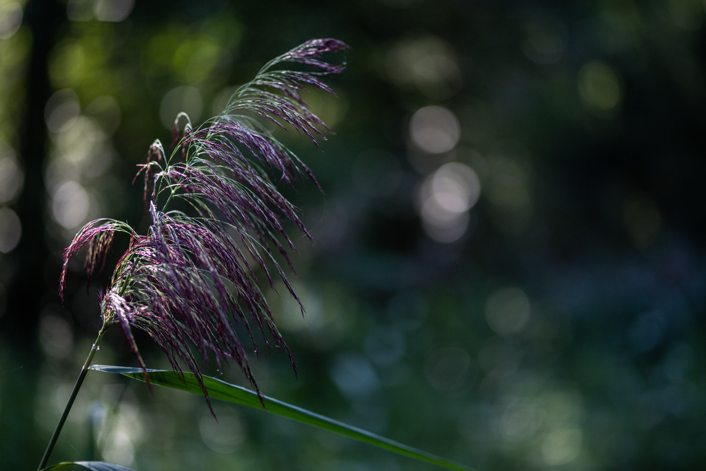 IMG_1254 | ehrlichefotos - Realisiert mit Pictrs.com