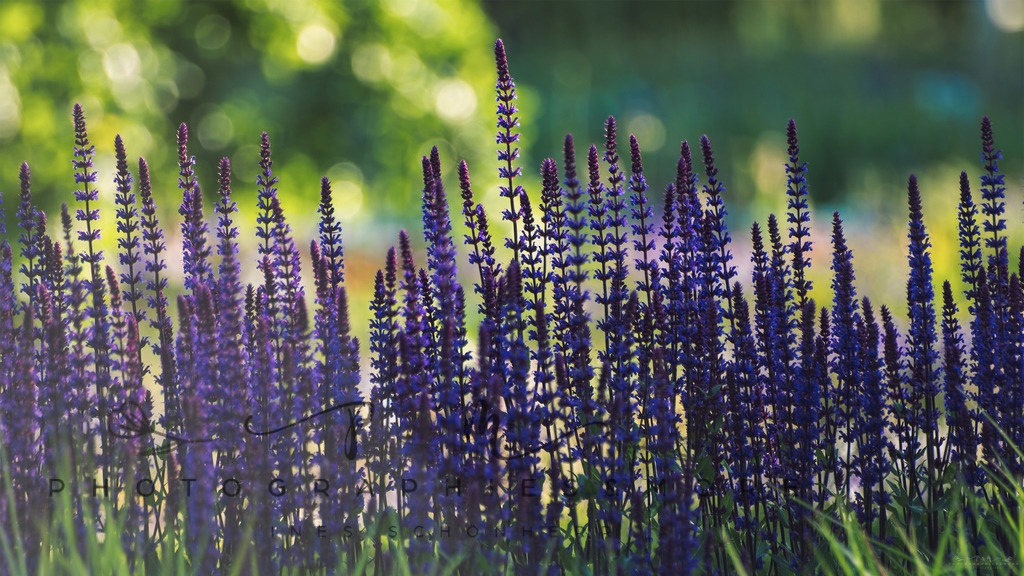 Levendel | Photographies and more - Realisiert mit Pictrs.com