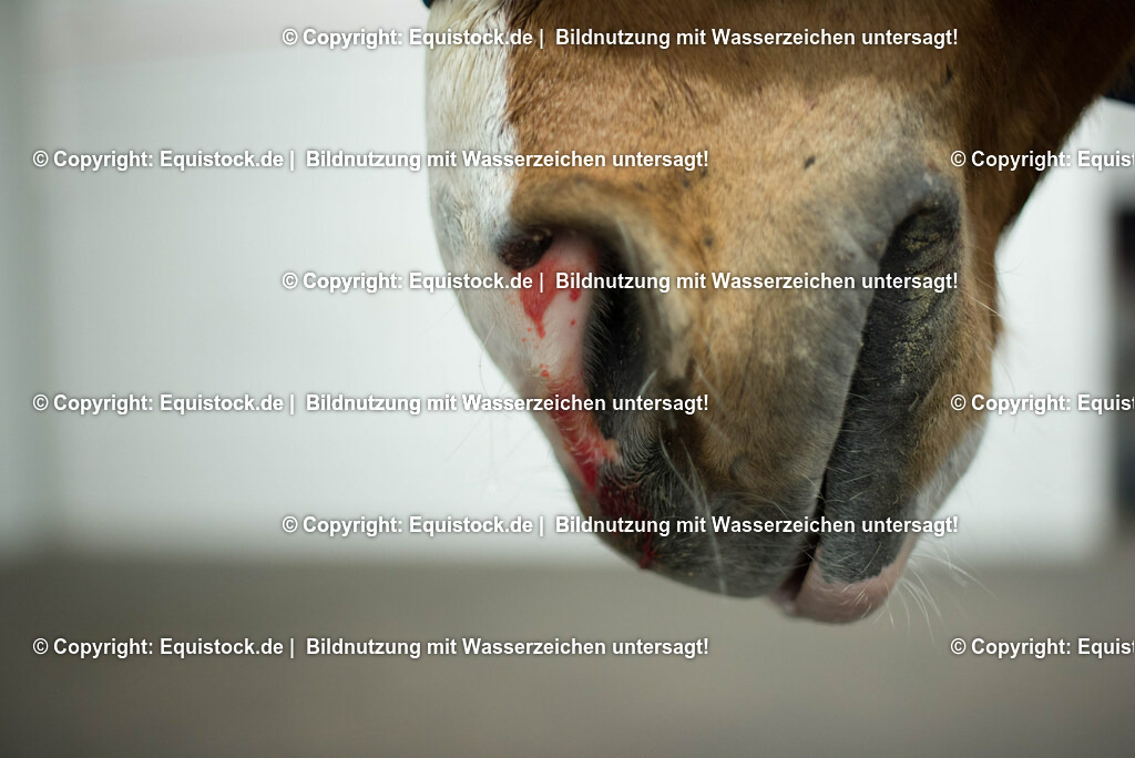 20170113_Nasenbluten_0001 | Foto: Thomas Hartig