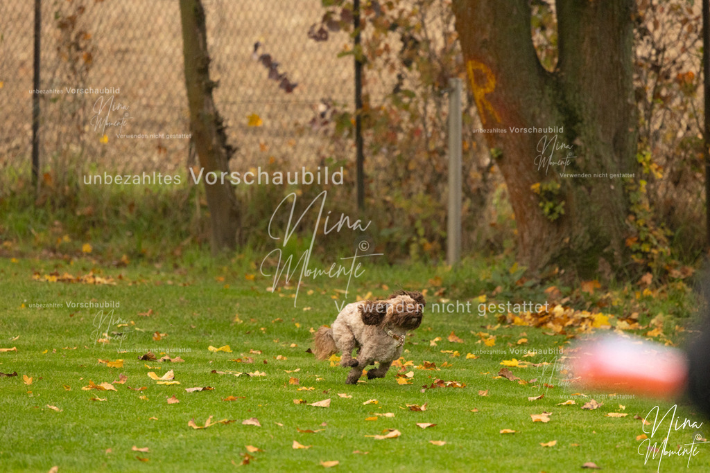 _16A0578 | Einzigartige Fotos von Hunden & Menschen –Actionfotos, Portraits, Vereinsaufnahmen & Paarshootings – authentisch, lebendig & mit Herz.