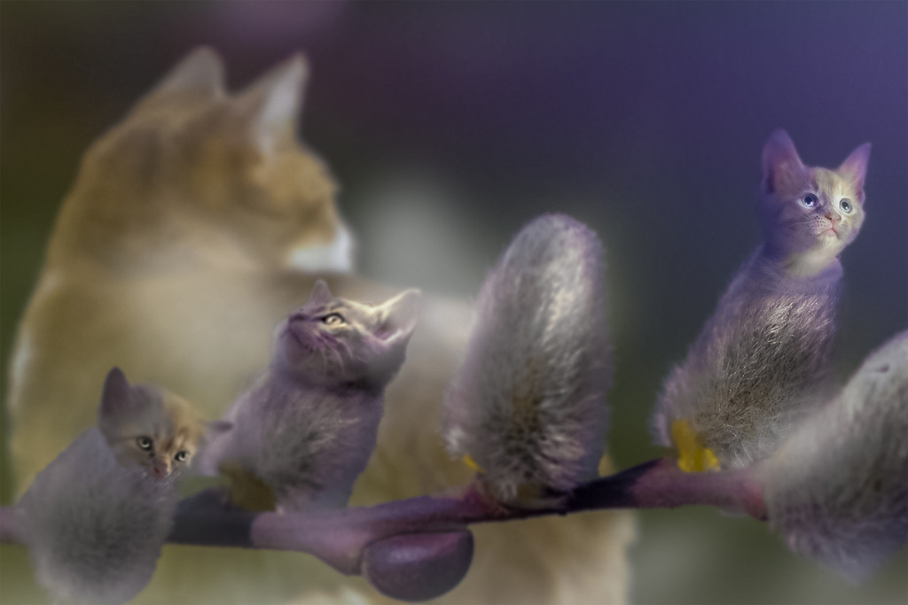 Die Weidekätzchen | In einem kleinen Häuschen zwischen Moor und Wald lebte Marie, eine alte Dame, mit ihrer Katze Clea. Gleich hinter dem Haus wuchs eine Weide. Von dort konnte man auf dem Steg, den Marie vor vielen Jahren mit Hilfe ihres Sohnes gebaut hatte, durch das Moor gehen. Ihr Sohn kam nicht mehr oft zu Besuch. Er wohnte eine ganze Strecke weg und hatte stets viel um die Ohren. Außerdem fand er, seine Mutter sei echt komisch geworden seit ihr Mann gestorben war. Sie saß stundenlang schweigend da, starrte Löcher in die Luft, er hatte einfach keine Lust mehr, dafür eine so weite Fahrt zu machen. Dabei war sie doch früher so gesprächig gewesen, hatte gern und viel gelacht und erzählt. Einmal hatte er ihr angeboten, sie könne zu ihm ziehen, die Katze dürfte aber nicht mit, da er eine Allergie habe. Sie lehnte ab. Ohne Clea gehe sie nirgendwo hin, meinte sie. Seither ließ er sich kaum mehr blicken. - Realisiert mit Pictrs.com