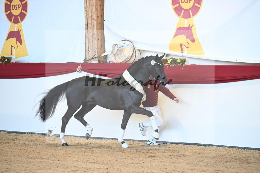 Kat.-Nr. 65 v. Springbank II VH_Reichert_2242856 | hf-fotografie - Realisiert mit Pictrs.com