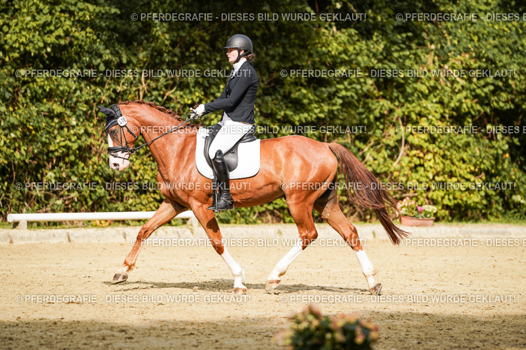 DSC03133 | Pferdegrafie