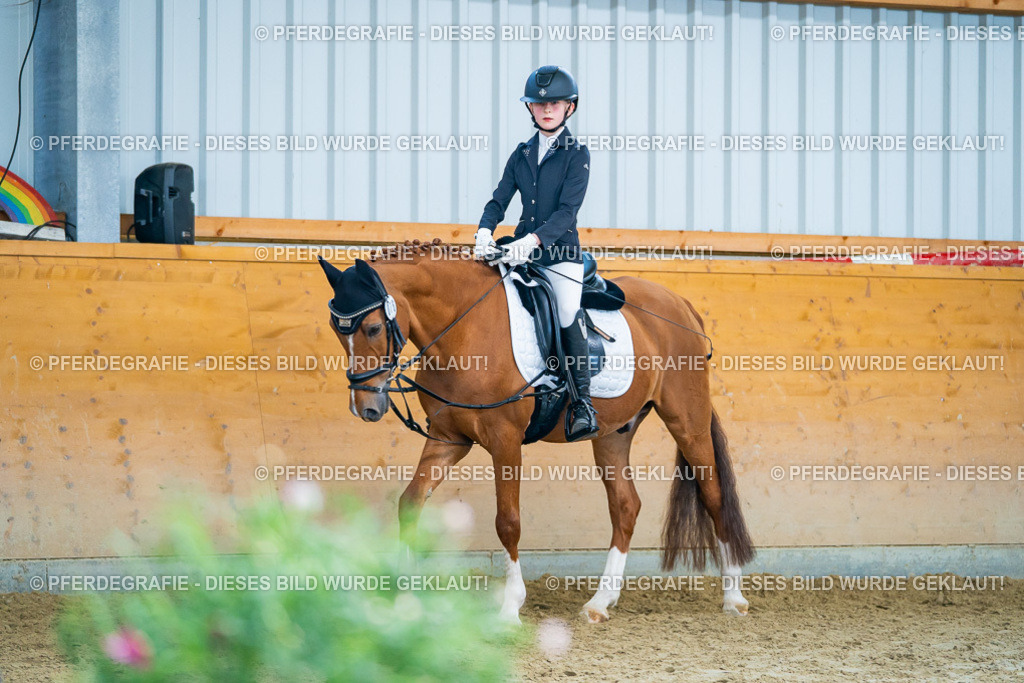 DSC01271 | Pferdegrafie