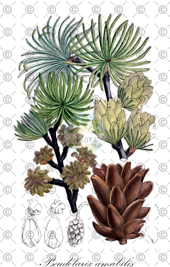 HistAbb_wfo-0001171206_1_ENZY_Simple | Historische Abbildung von Pseudolarix amabilis - Pinaceae | Historical Illustration of Pseudolarix amabilis - Pinaceae