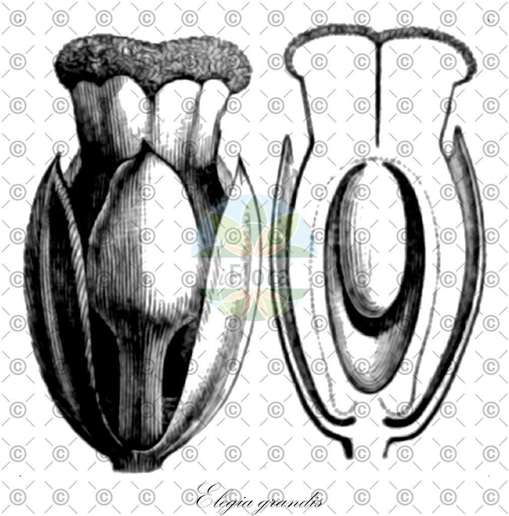 HistAbb_EMP_37118_SRC_Schlechtendal_FLORAD_SIMPLE | Historische Abbildung von Elegia grandis - Restionaceae | Historical Illustration of Elegia grandis - Restionaceae