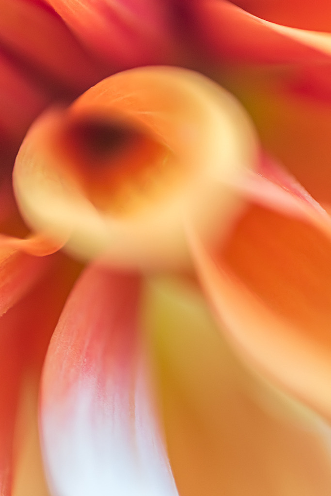 d_2021_07_0348 | Dahlia x hortensis Stellar-Dahlie "Apfelsini Sniega" - Realisiert mit Pictrs.com