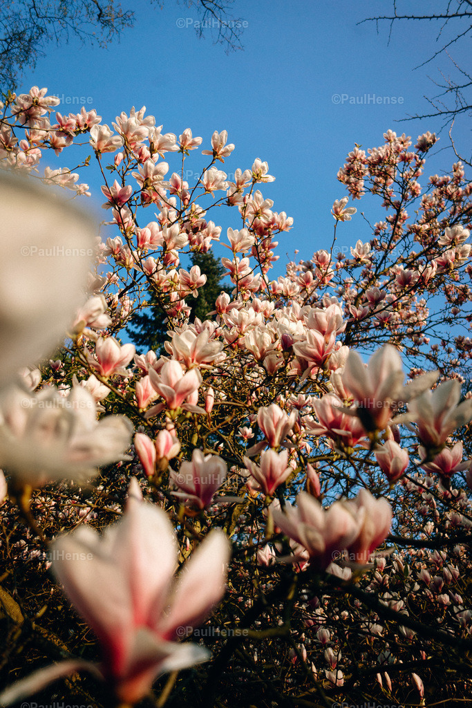 20220324_PaulHense_S0052_DSC03559 | paulhense - Realisiert mit Pictrs.com