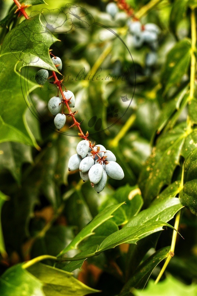 IMG_4234-01 | only.this.little.world - Realisiert mit Pictrs.com