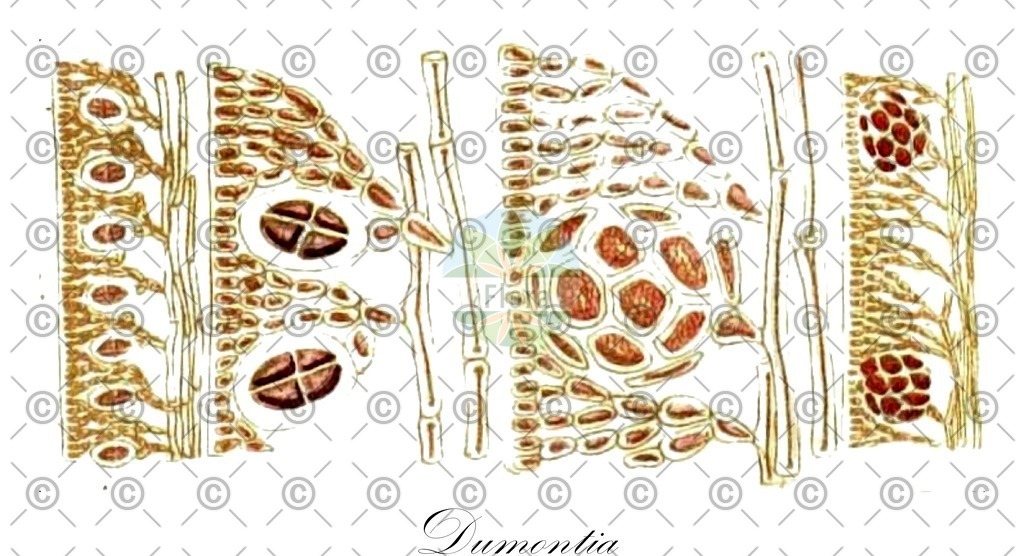 HistAbb_48Q8_3_ENZY_Simple | Historische Abbildung von Dumontia - Dumontiaceae (0) | Historical Illustration of Dumontia - Dumontiaceae (0)