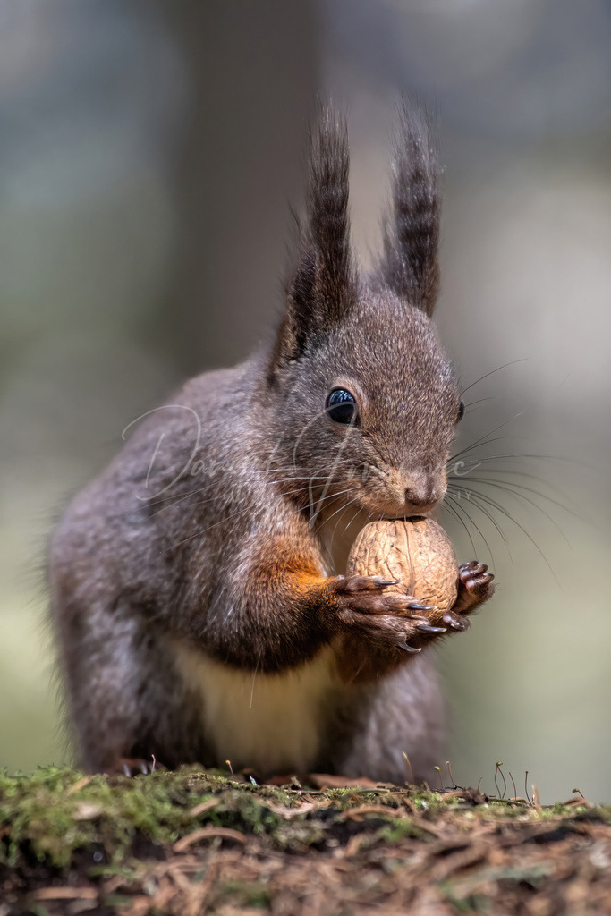 Eichhörnchen | Eichhörnchen im Wald