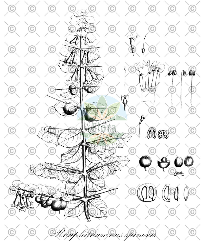 HistAbb_wfo-0000296167_1_ENZY_Simple | Historische Abbildung von Rhaphithamnus spinosus - Verbenaceae | Historical Illustration of Rhaphithamnus spinosus - Verbenaceae