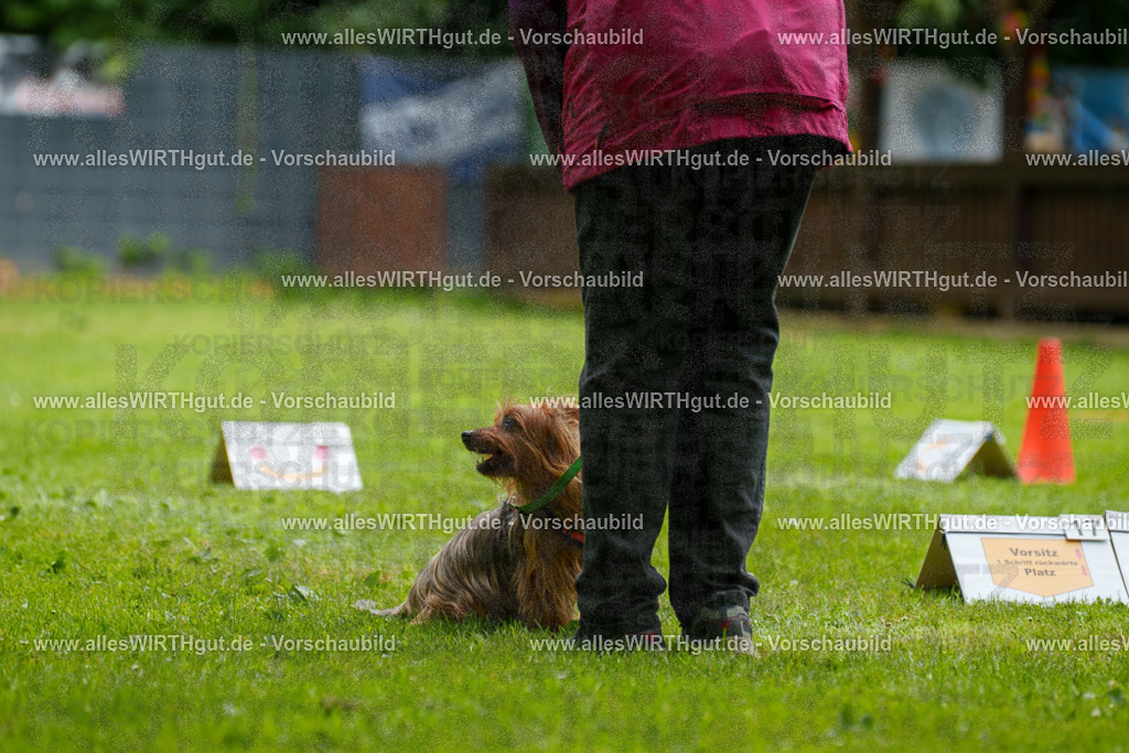 @allesWIRTHgut_Tierfotografie - www.allesWIRTHgut.de - 122454-7R508977 | Professionelle Tierfotografie in Mönchengladbach von Daniel Wirth (allesWIRTHgut). Liebevolle & natürliche Bilder von Hunden & Katzen für unvergessliche Erinnerungen.