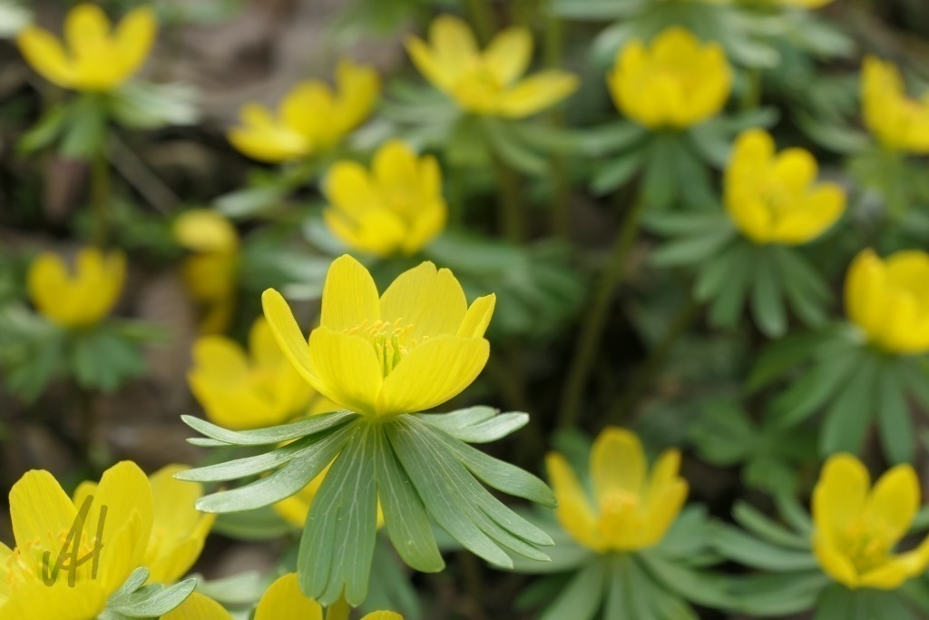 Winterlinge | Winterlinge - Realisiert mit Pictrs.com