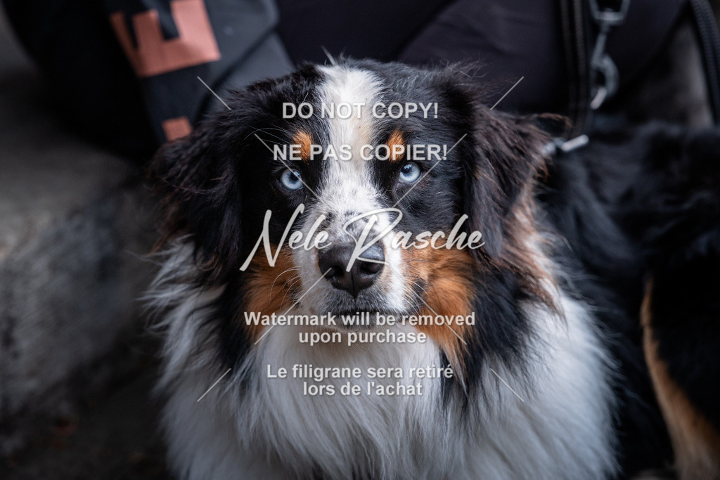 nelerasche_SaAbends_612 | nelerasche