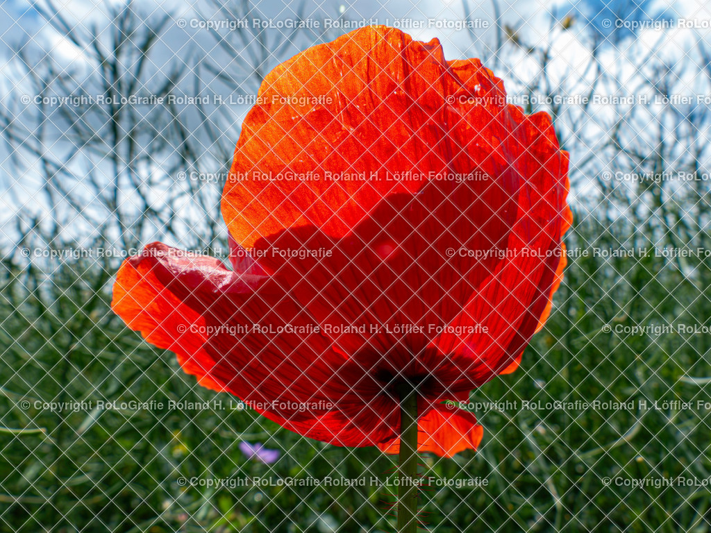 Klatschmohn_Papaver rhoeas L._Familie-Papaveraceae | Klatschmohn Papaver rhoeas L. Aus der Familie der Papaveraceae - Realisiert mit Pictrs.com