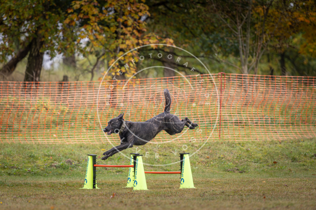 Pfotenfotografie_DV3A1447 | Hundefotografie, Tierfotograf, Pfotenfotografie, Fotoshooting Hund, Hunde Portrait, Hundesport, Hundeportraits, Heideshooting, Hunde, Sportfotograf, Hundefotograf, Turnierhundsport, THS,  - Realisiert mit Pictrs.com
