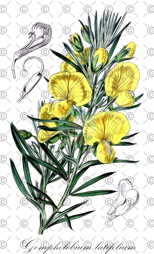 HistAbb_wfo-0000705839_1_ENZY_Simple | Historische Abbildung von Gompholobium latifolium - Fabaceae | Historical Illustration of Gompholobium latifolium - Fabaceae