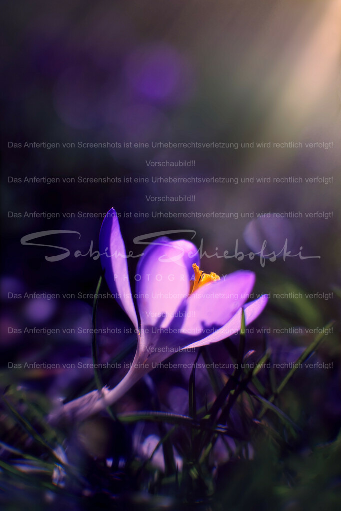 Wandbild Krokus im Lichtstrahl | People- und Tierfotografie, Imageaufnahmen, Veranstaltungsfotografie und Wandbilder aus der Natur ★ Made in Germany ✔️ Druck + Downloads ✔️ Naturfotografie in Top Qualität ★ schneller Versand, weltweite Lieferung! - Realisiert mit Pictrs.com
