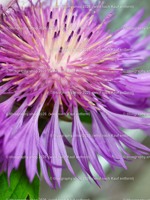 titusgraphy_P6258194-vz-ln | titusgraphy-shop: Geschenkideen mit Qualitätsfotos. titusgraphy-shop: gift ideas with quality photos. titusgraphy-shop: idées cadeaux avec photos de qualité.  - Realisiert mit Pictrs.com