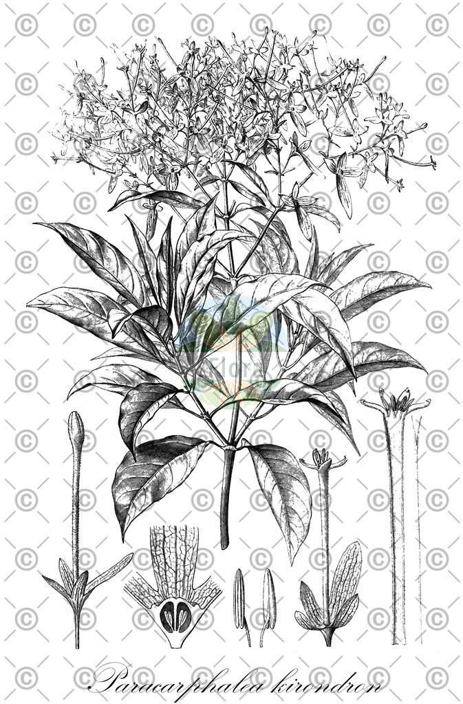 HistAbb_wfo-0000336326_1_ENZY_Simple | Historische Abbildung von Paracarphalea kirondron - Rubiaceae | Historical Illustration of Paracarphalea kirondron - Rubiaceae