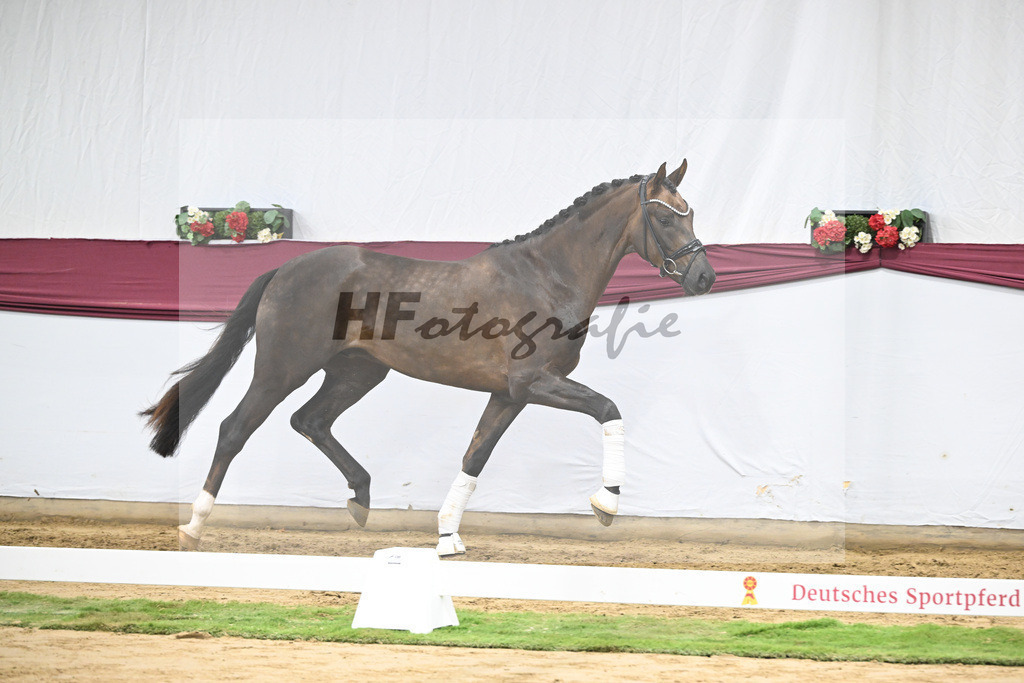 Kat-Nr. 63 Feliciano x Don Martillo_Michaela Rupp_47252425 | hf-fotografie - Realisiert mit Pictrs.com